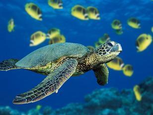 Green Sea Turtle-1.JPG